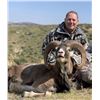 Image 2 : Free Range Spanish Iberian Mouflon Hunt and Tour of Barcelona