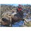 Image 1 : Cow Elk Hunt for 2 Hunters in Utah Lickity Split Outfitters
