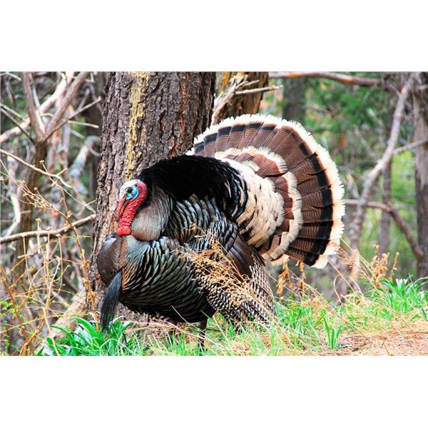 Mexico Goulds Turkey Hunt for 2 hunters Safari Unlimited