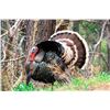 Image 1 : Mexico Goulds Turkey Hunt for 2 hunters Safari Unlimited
