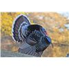 Image 2 : Mexico Goulds Turkey Hunt for 2 hunters Safari Unlimited