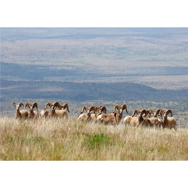 Desert Bighorn Sheep Photo Safari