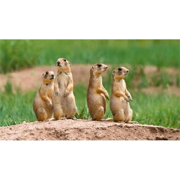 Eastern Montana Prairie Dog Hunt for 2 Hunters
