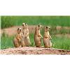 Image 1 : Eastern Montana Prairie Dog Hunt for 2 Hunters