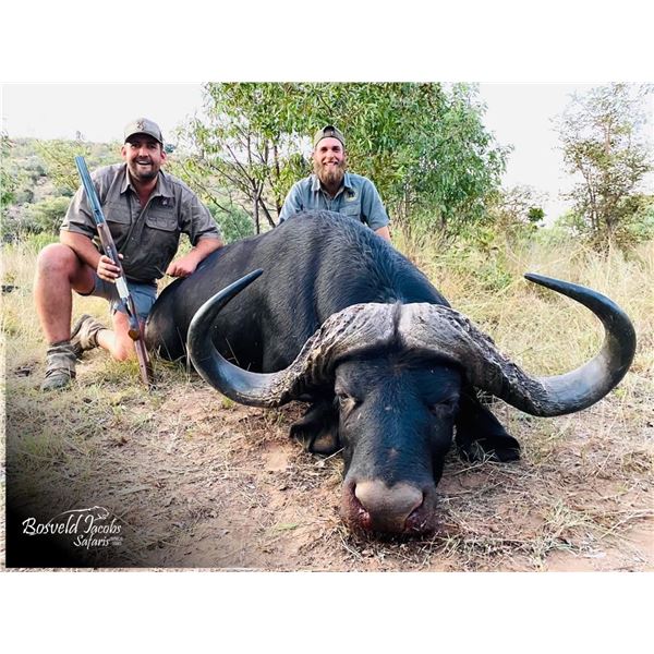 10-Day Cape Buffalo Hunt for 1 Hunter in South Africa