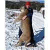 Image 1 : Mountain Lion Hunt in Nevada Bull Ridge Guide Service