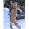 Image 2 : Mountain Lion Hunt in Nevada Bull Ridge Guide Service