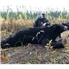 Image 17 : Guided Giant Black Bear Hunt in MN Minnesota Big Bear Specialist