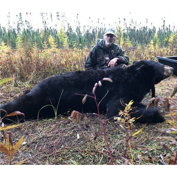 Guided Giant Black Bear Hunt in MN Minnesota Big Bear Specialist
