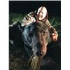 Image 4 : Guided Giant Black Bear Hunt in MN Minnesota Big Bear Specialist