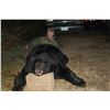 Image 8 : Guided Giant Black Bear Hunt in MN Minnesota Big Bear Specialist