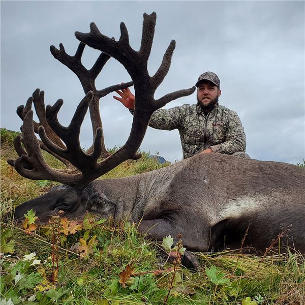 Mountain Caribou Hunt in Northwestern British Columbia Golden Bear Outfitting
