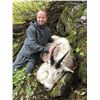 Image 2 : Mountain Goat Hunt in British Columbia Last Frontier Hunting Company