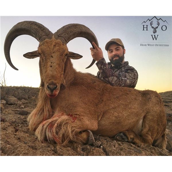 West Texas Trophy Aoudad Hunt for 1 Hunter High West Outfitters