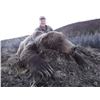 Image 3 : Yukon Grizzly Hunt Yukon Big Game Outfitters