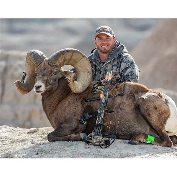 South Dakota Bighorn Auction License South Dakota Game Fish & Parks