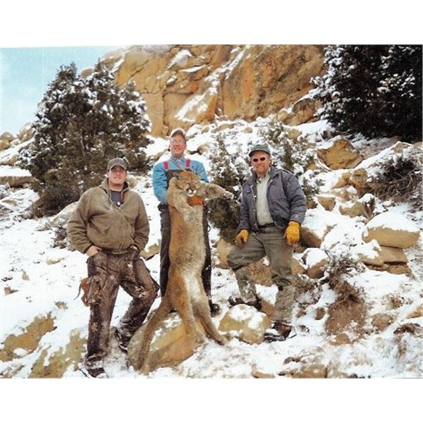 Colorado 7-Day Guided Mountain Lion Hunt