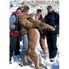 Image 5 : Colorado 7-Day Guided Mountain Lion Hunt