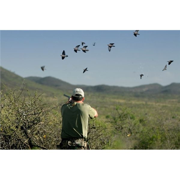 Argentina 4-Day Dove Hunt for Four Shooters