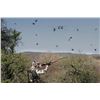 Image 4 : Argentina 4-Day Dove Hunt for Four Shooters