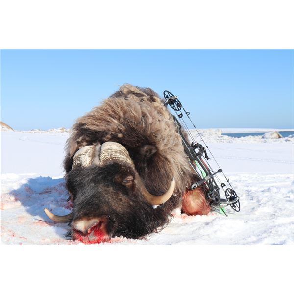 Alaska Nunivak Island Bull Muskox Special Permit (SX001/SX003)