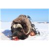 Image 1 : Alaska Nunivak Island Bull Muskox Special Permit (SX001/SX003)