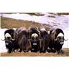 Image 2 : Alaska Nunivak Island Bull Muskox Special Permit (SX001/SX003)