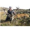 Image 1 : Scotland 5-Day/6-Night Red Stag And Soay Sheep Hunt