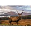 Image 2 : Scotland 5-Day/6-Night Red Stag And Soay Sheep Hunt