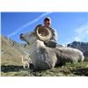Image 3 : British Columbia 10-Day Stone Sheep Hunt for One Hunter