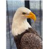 Image 4 : American Bald Eagle by Artist Jim Day