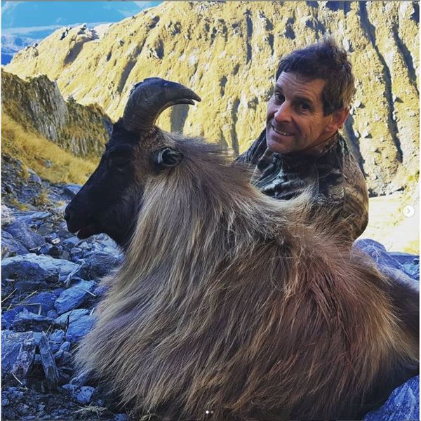 New Zealand 5-Day Bull Tahr Hunt for One Hunter