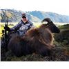 Image 3 : New Zealand 5-Day Bull Tahr Hunt for One Hunter
