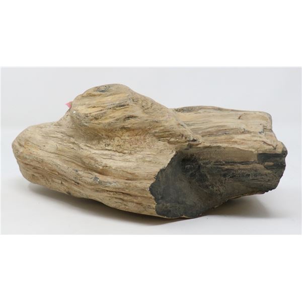 LARGE SECTION PETRIFIED WOOD PREHISTORIC