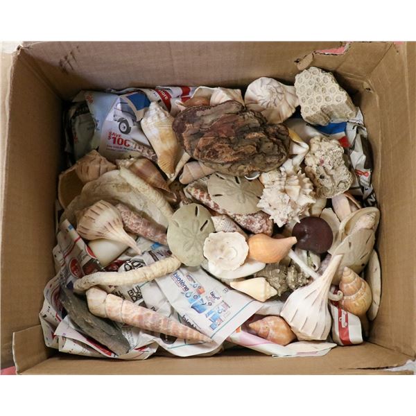 BOX FULL OF SEA SHELLS SAND DOLLARS ETC