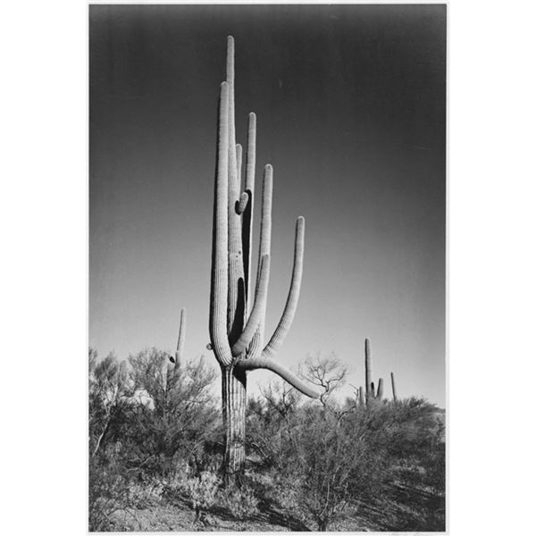 Adams - Cactus in Saguaro National Monument in Arizona