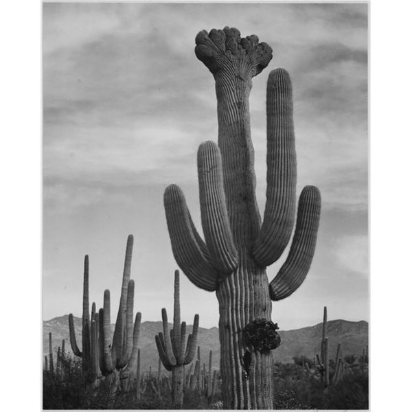 Adams - Cactus in Saguaro National Monument 2 in Arizona