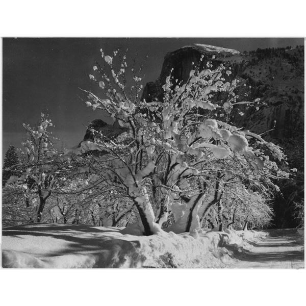 Adams - Half Dome, Apple Orchard, Yosemite