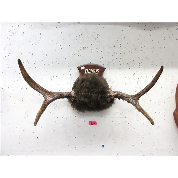 Mounted 26" Antler Display