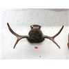 Image 1 : Mounted 26" Antler Display