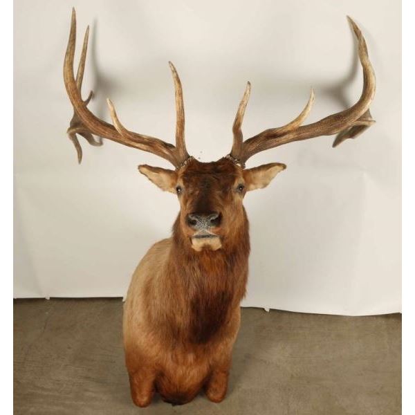 Large Beautiful Elk Shoulder Mount