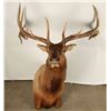 Image 1 : Large Beautiful Elk Shoulder Mount