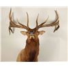 Image 2 : Large Beautiful Elk Shoulder Mount