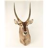 Image 1 : Common Waterbuck Shoulder Mount