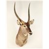 Image 2 : Common Waterbuck Shoulder Mount