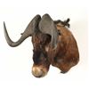 Image 2 : Black Wildebeest Shoulder Mount