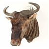 Image 2 : Blue Wildebeest Shoulder Mount