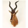 Image 1 : Hartebeest Shoulder Mount