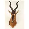 Image 2 : Hartebeest Shoulder Mount