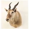 Image 1 : African Eland Shoulder Mount
